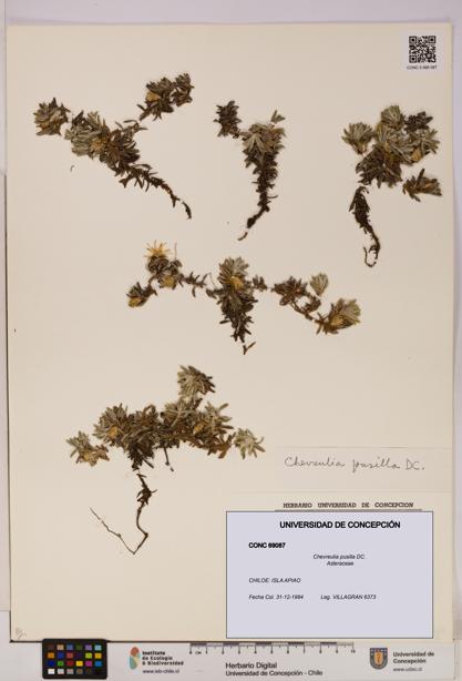 Chevreulia pusilla [Espécimen: UDEC:CONC:0069087]