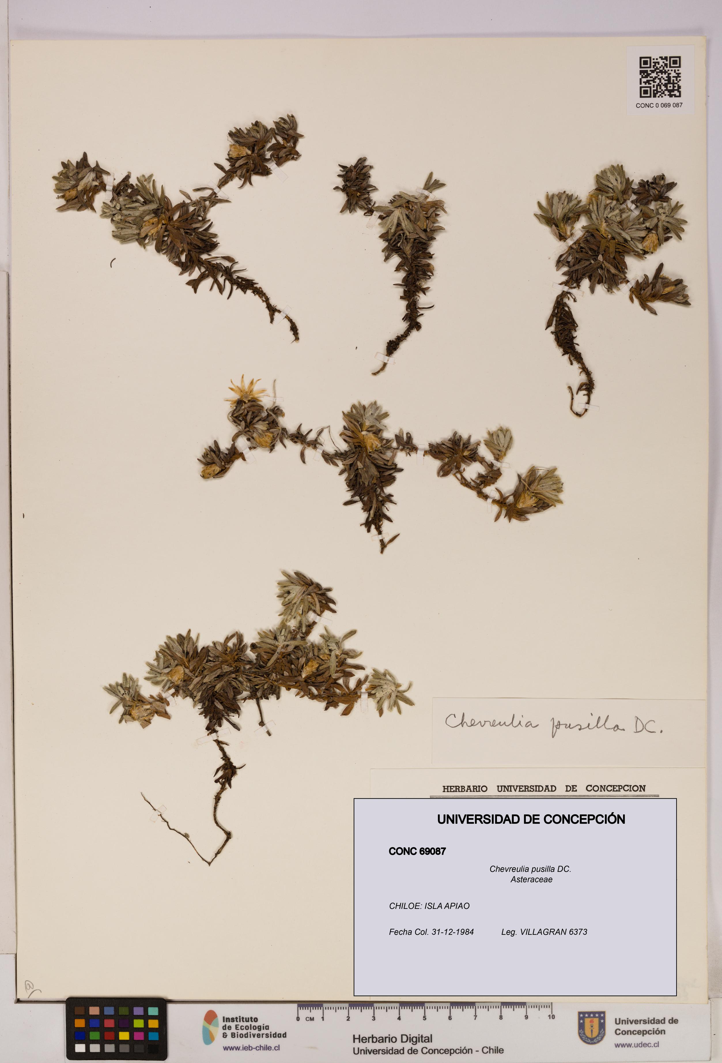 Chevreulia pusilla [Espécimen: UDEC:CONC:0069087]