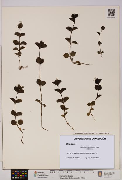 Leptostigma arnottianum [Espécimen: UDEC:CONC:0069099]