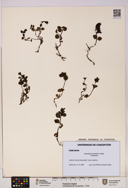 Leptostigma arnottianum [Espécimen: UDEC:CONC:0069100]