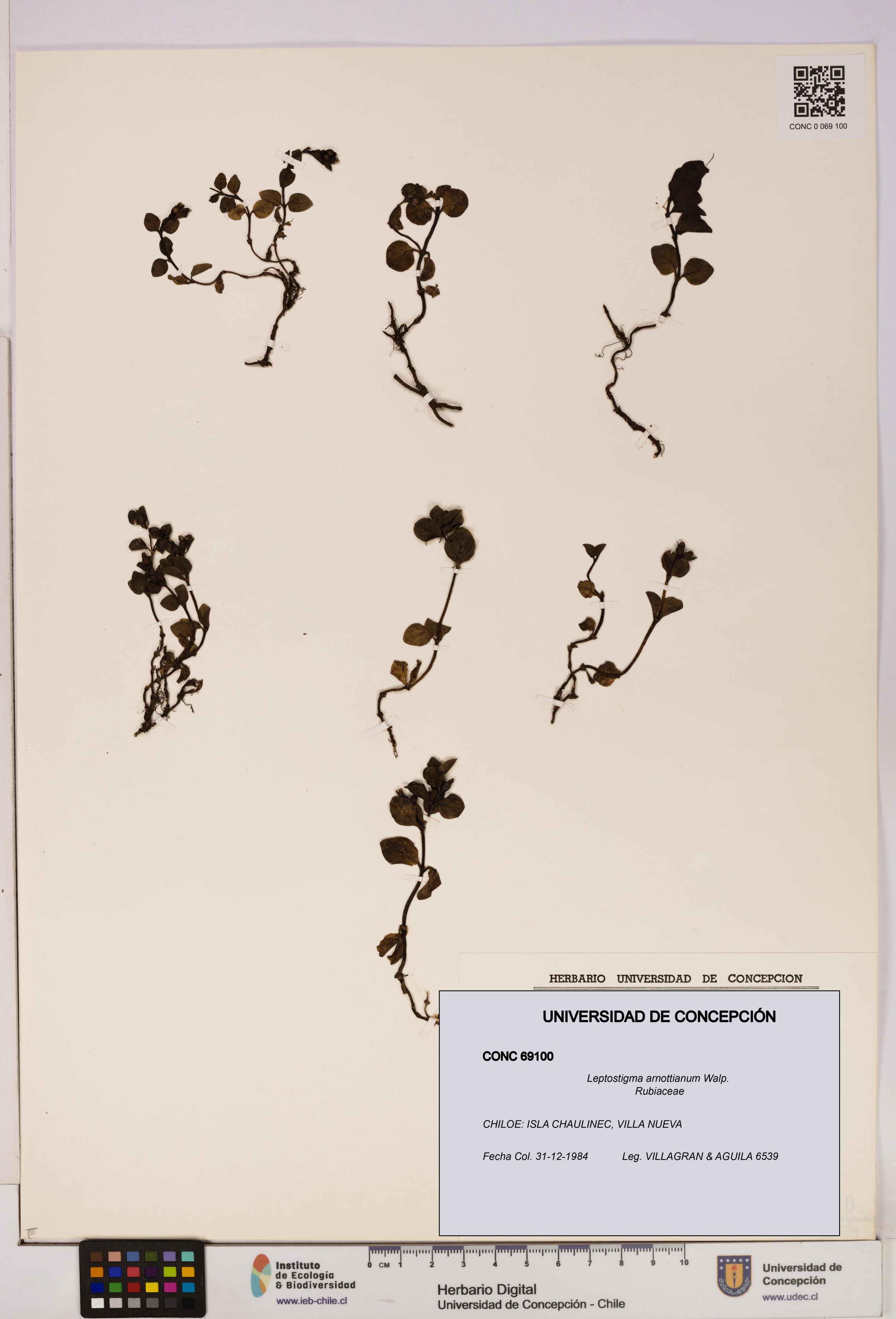 Leptostigma arnottianum [Espécimen: UDEC:CONC:0069100]