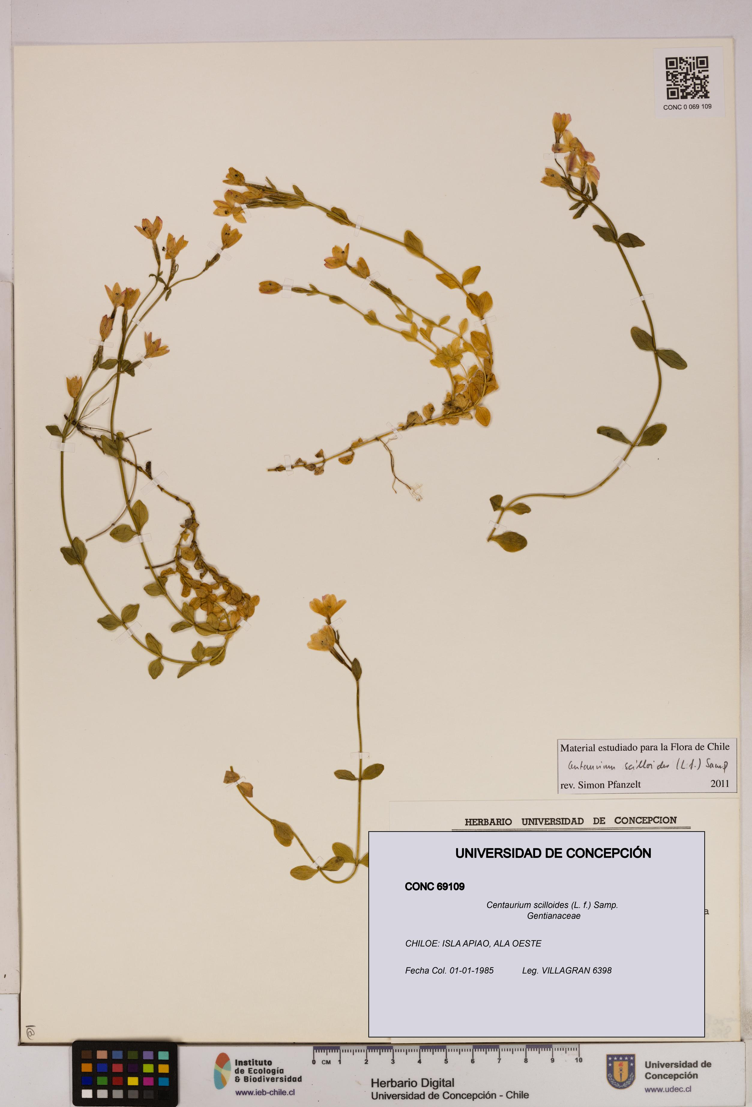 Centaurium scilloides [Espécimen: UDEC:CONC:0069109]