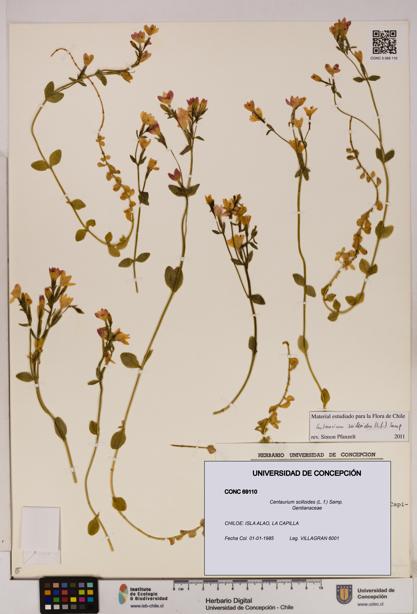 Centaurium scilloides [Espécimen: UDEC:CONC:0069110]