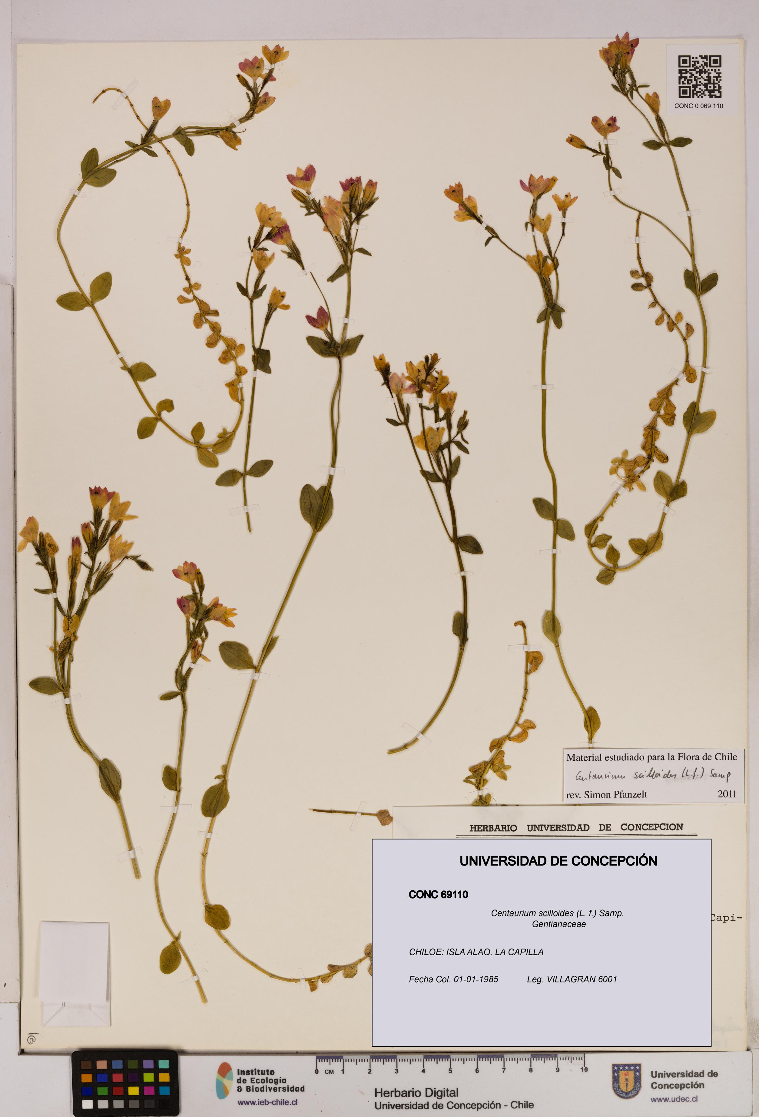 Centaurium scilloides [Espécimen: UDEC:CONC:0069110]