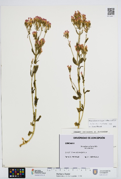 Centaurium erythraea [Espécimen: UDEC:CONC:0069111]