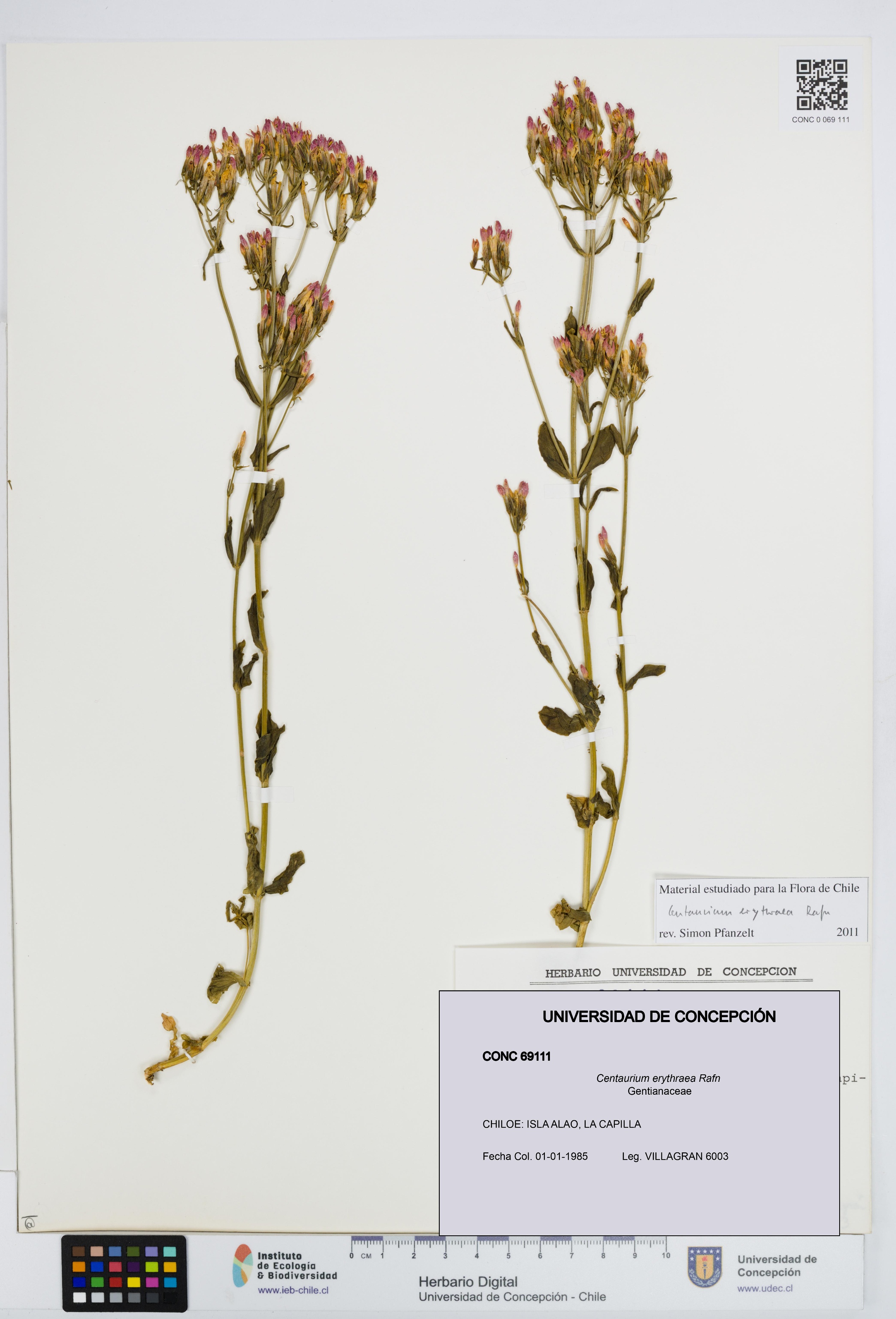 Centaurium erythraea [Espécimen: UDEC:CONC:0069111]
