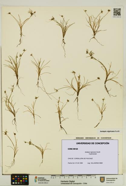 Isolepis nigricans [Espécimen: UDEC:CONC:0069123]