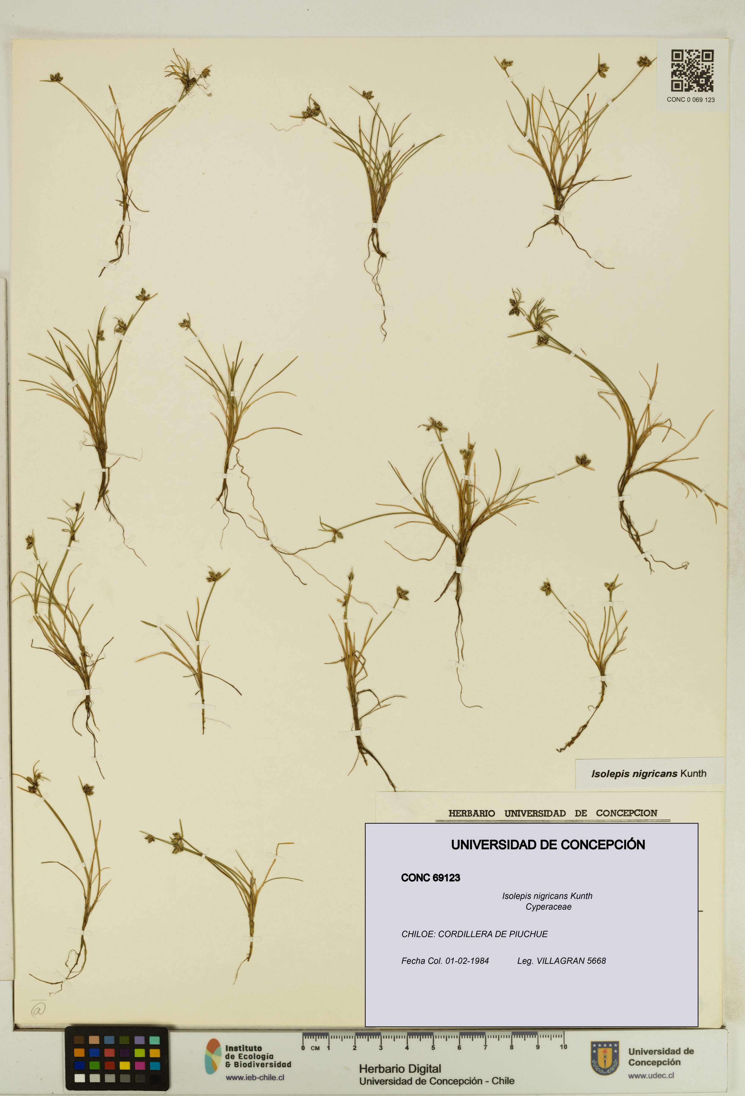 Isolepis nigricans [Espécimen: UDEC:CONC:0069123]