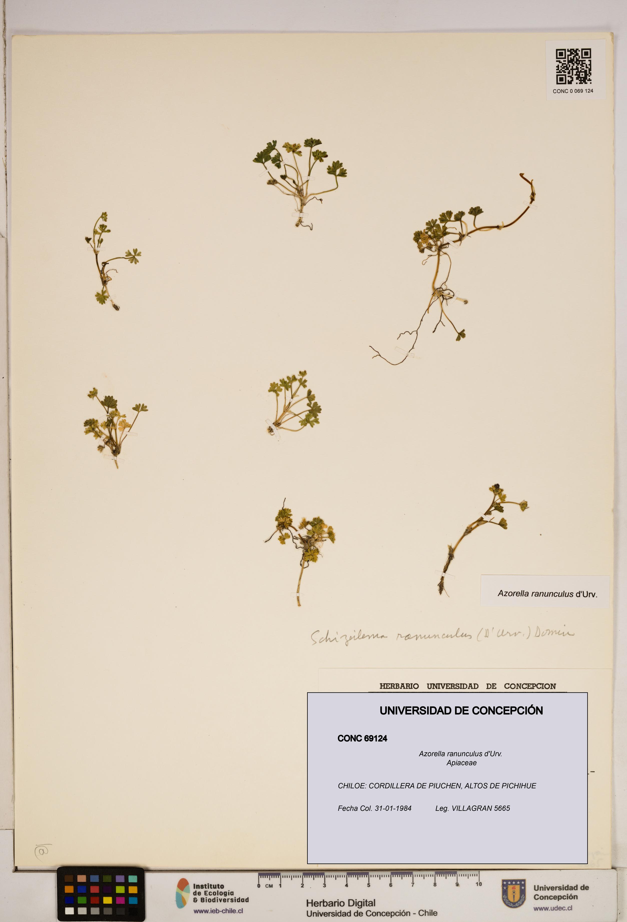 Azorella ranunculus [Espécimen: ]