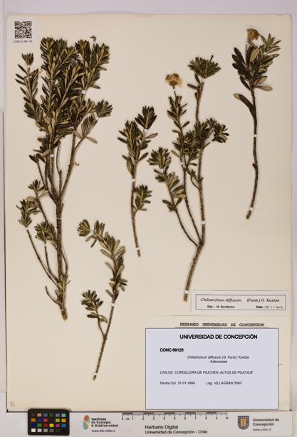 Chiliotrichum diffusum [Espécimen: UDEC:CONC:0069125]