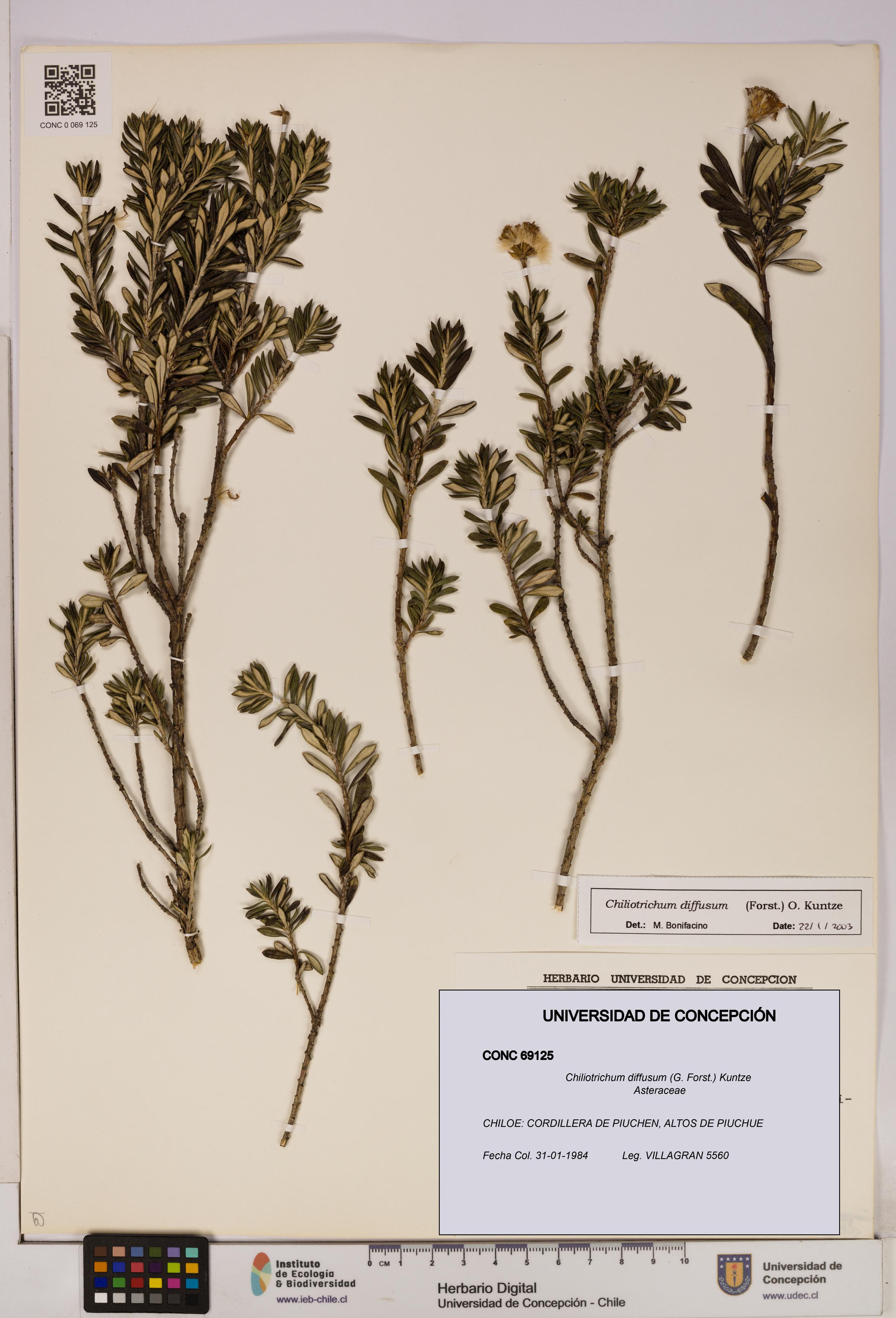Chiliotrichum diffusum [Espécimen: UDEC:CONC:0069125]