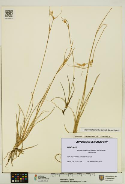 Carpha schoenoides [Espécimen: UDEC:CONC:0069127]