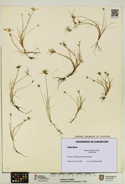 Isolepis nigricans [Espécimen: UDEC:CONC:0069154]