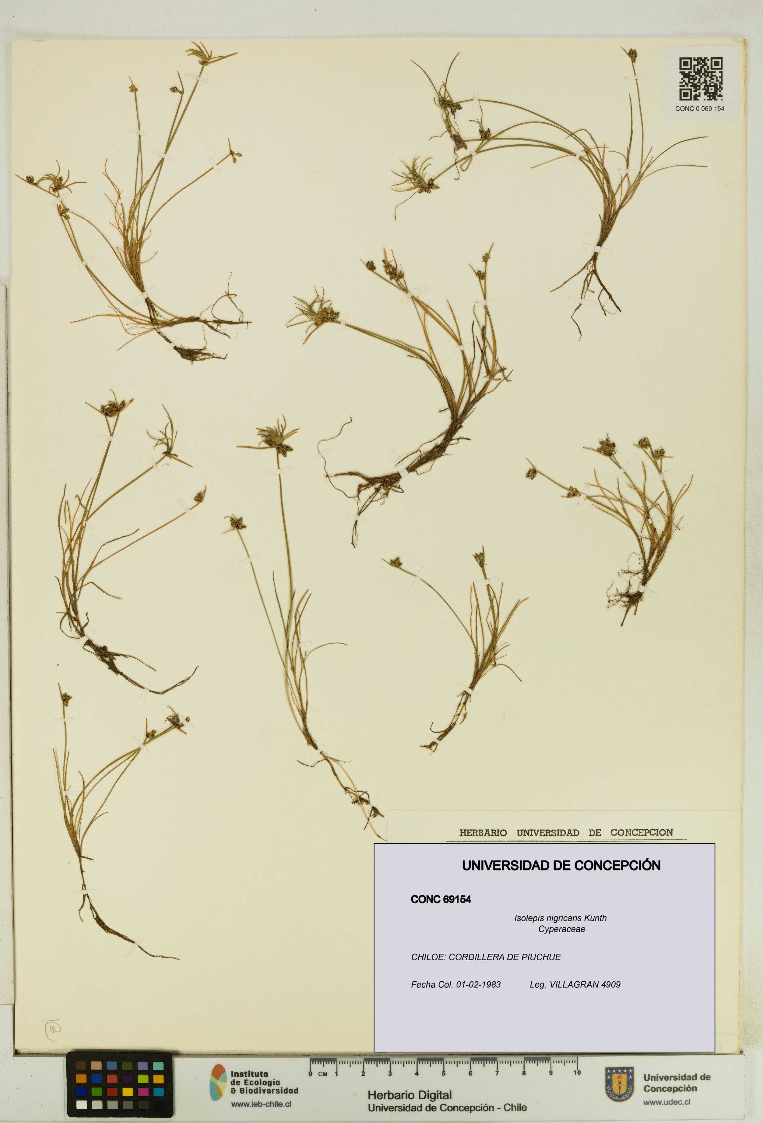 Isolepis nigricans [Espécimen: UDEC:CONC:0069154]