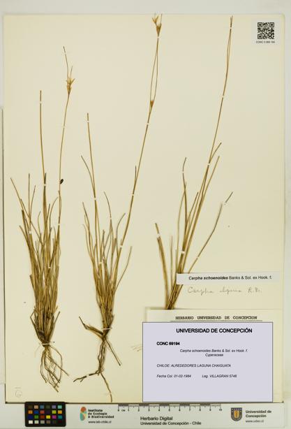 Carpha schoenoides [Espécimen: UDEC:CONC:0069194]
