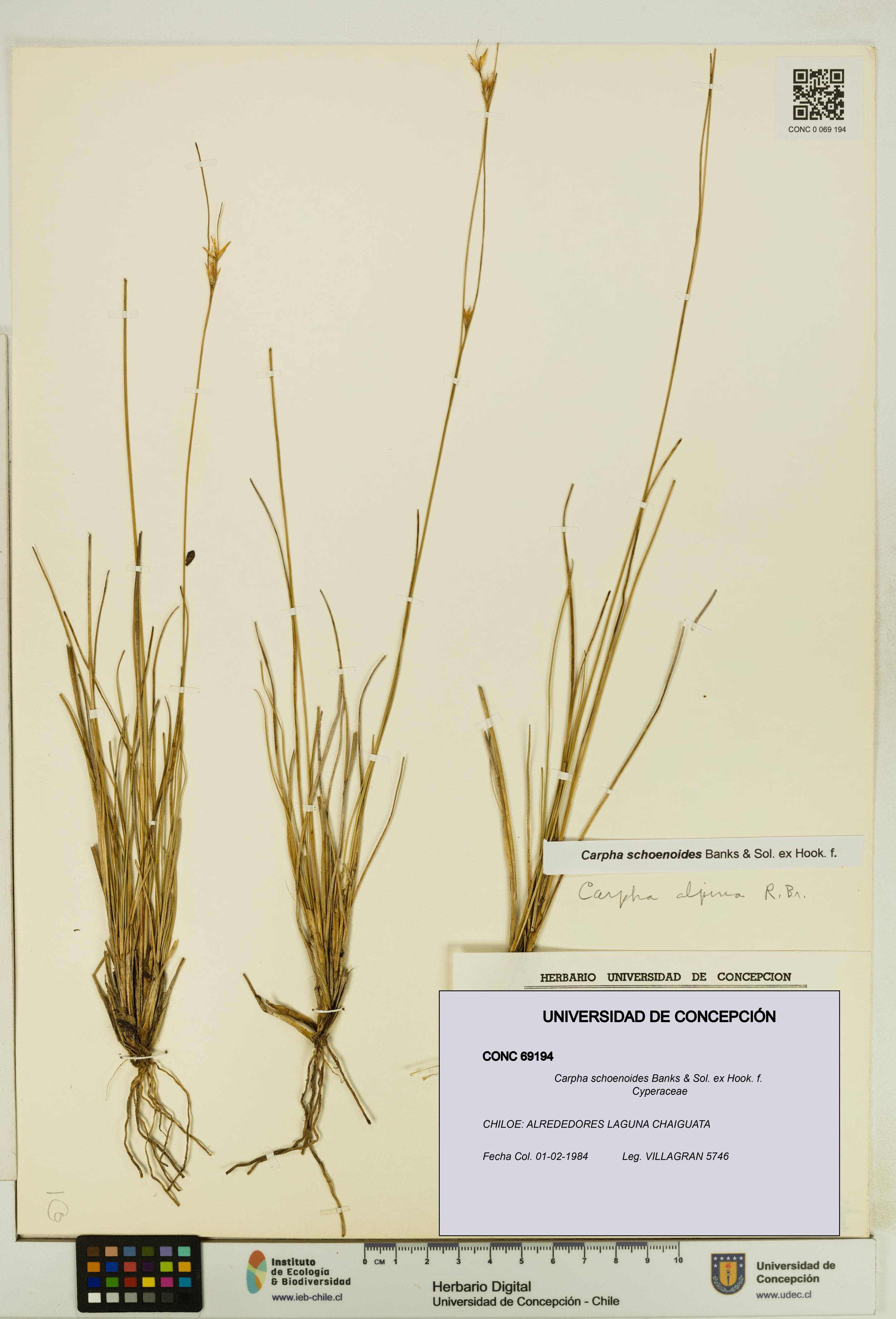 Carpha schoenoides [Espécimen: UDEC:CONC:0069194]