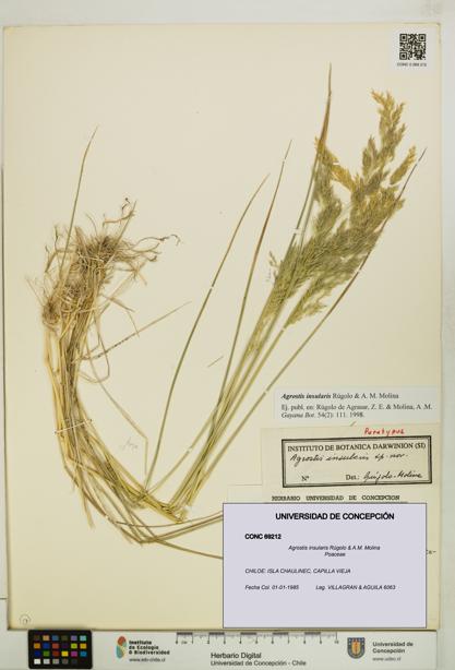 Agrostis insularis [Espécimen: UDEC:CONC:0069212]