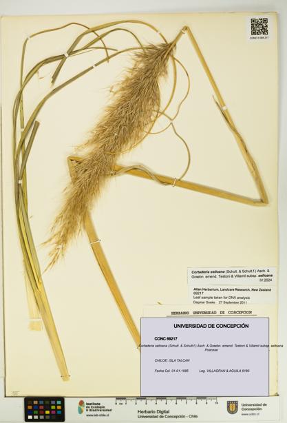 Cortaderia selloana [Espécimen: UDEC:CONC:0069217]