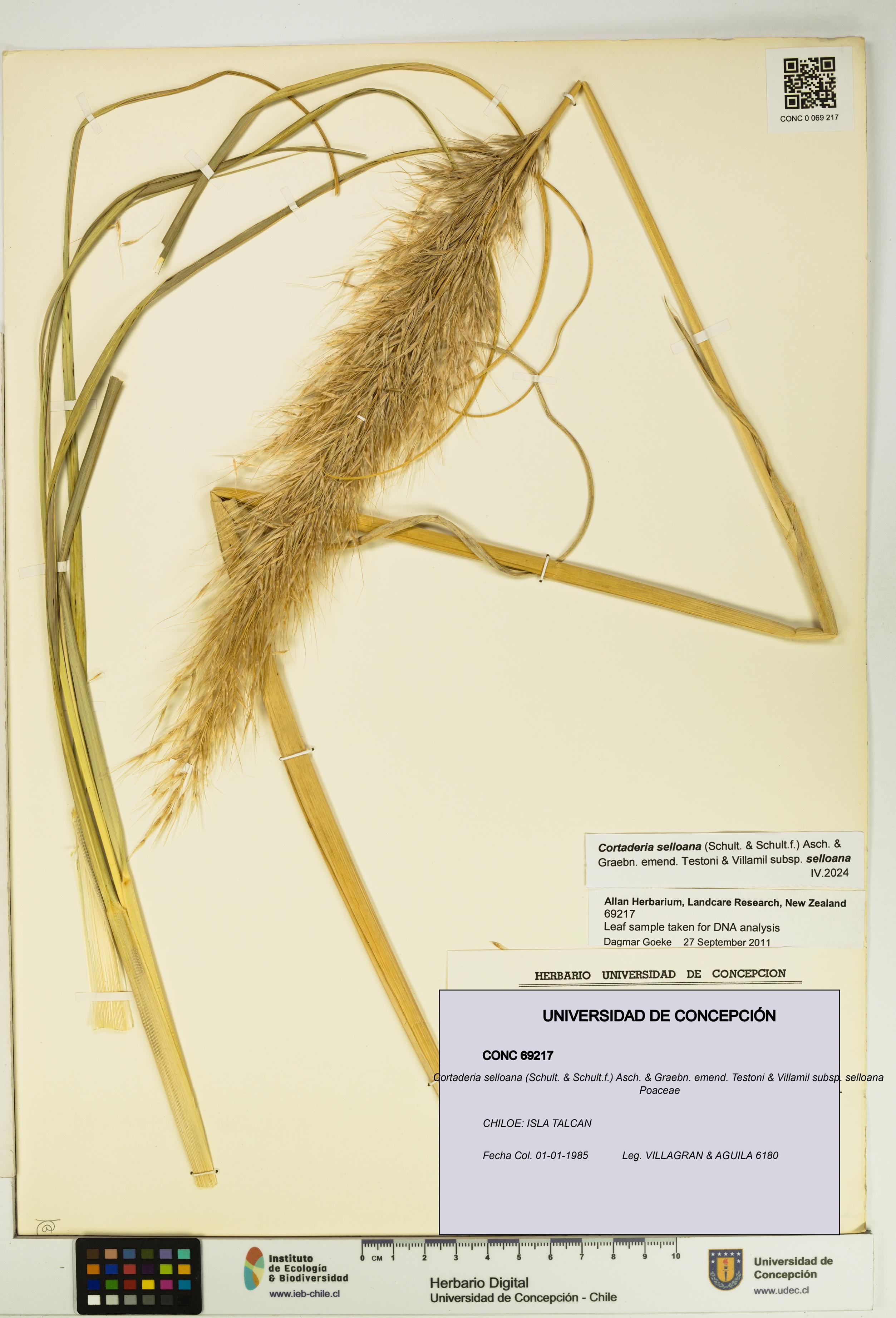 Cortaderia selloana [Espécimen: UDEC:CONC:0069217]