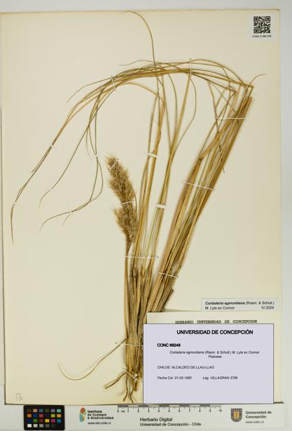 Cortaderia egmontiana [Espécimen: UDEC:CONC:0069249]