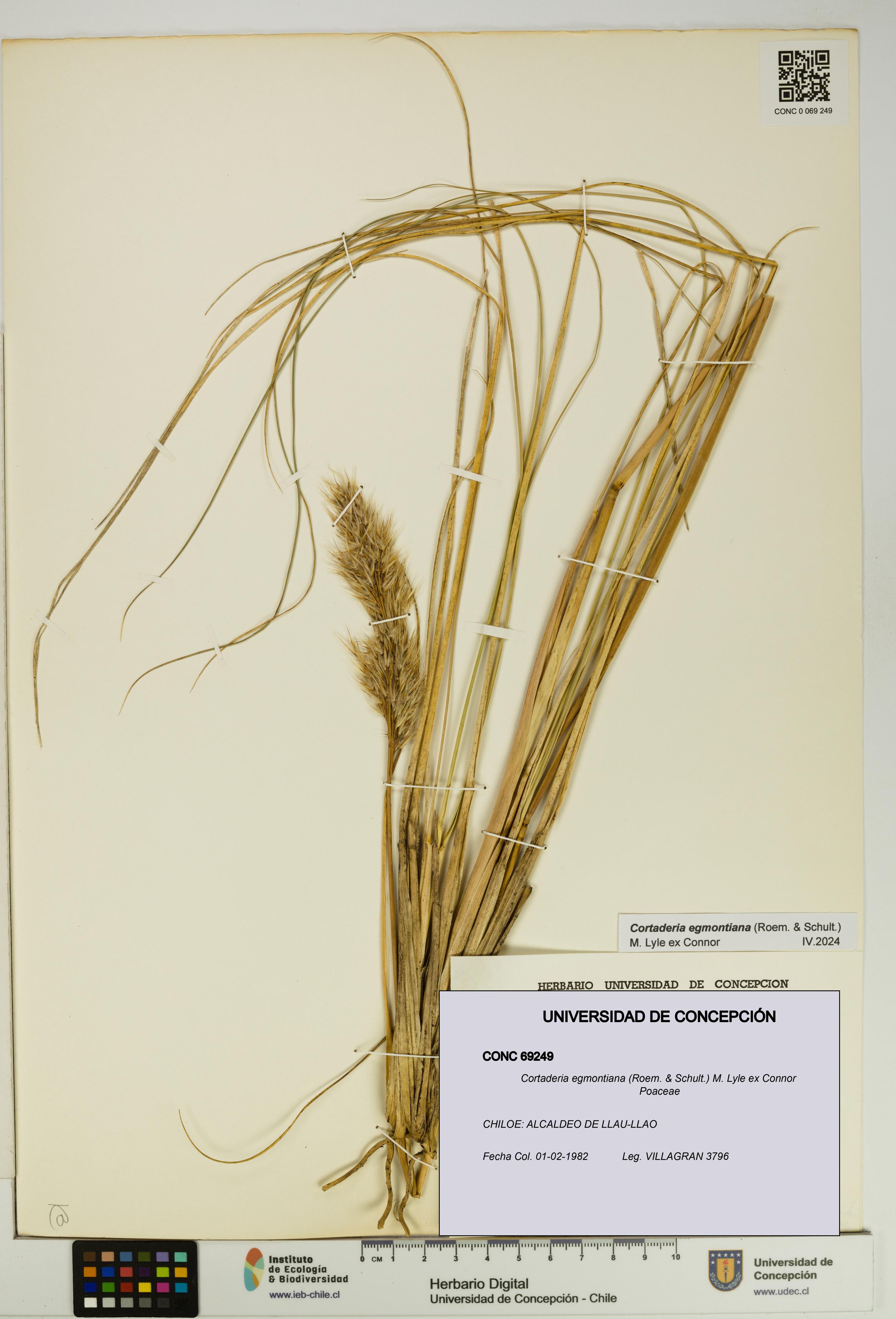 Cortaderia egmontiana [Espécimen: UDEC:CONC:0069249]