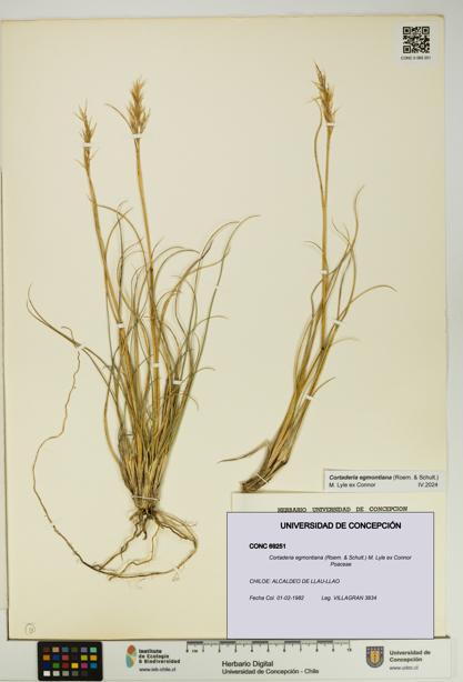 Cortaderia egmontiana [Espécimen: UDEC:CONC:0069251]