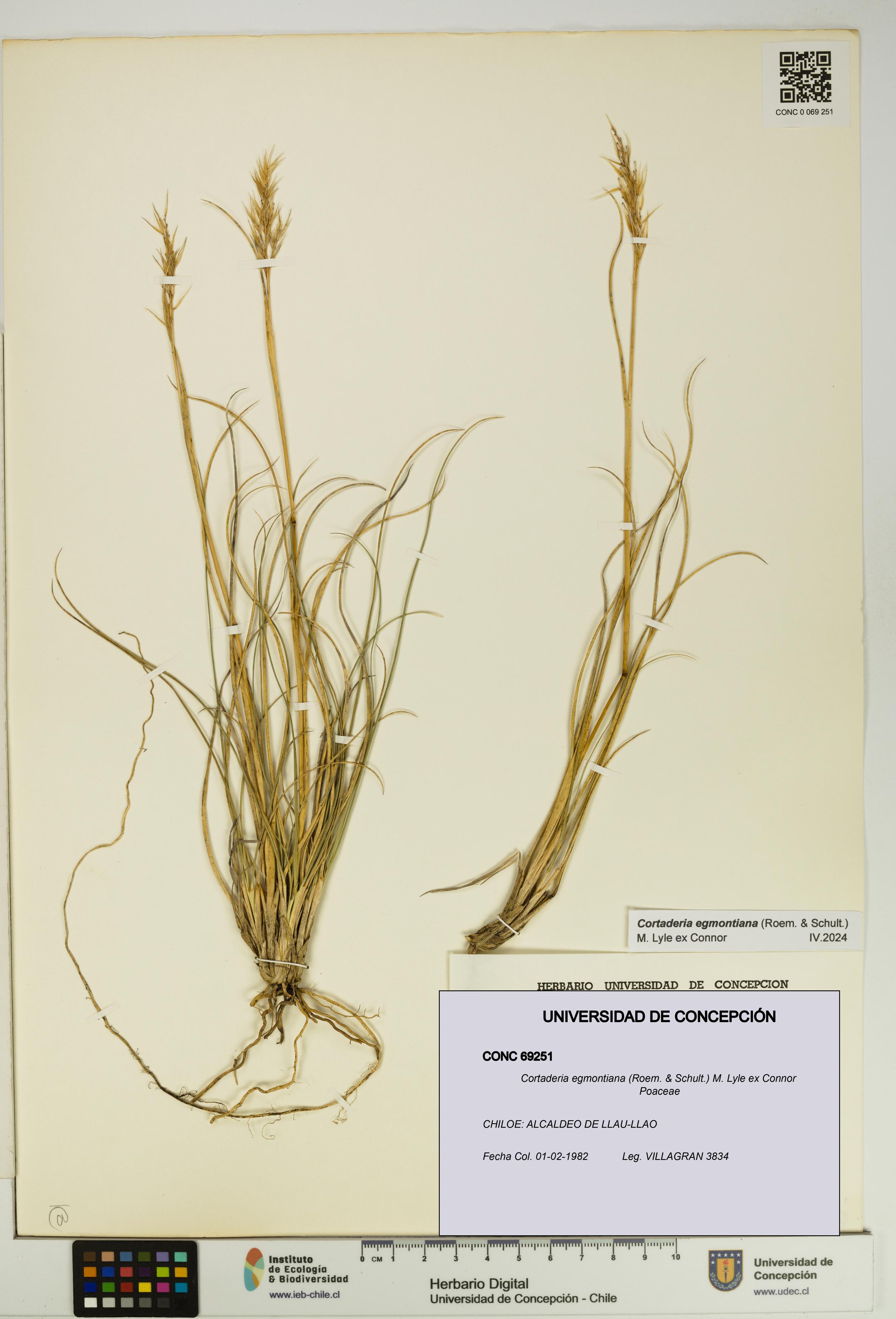 Cortaderia egmontiana [Espécimen: UDEC:CONC:0069251]