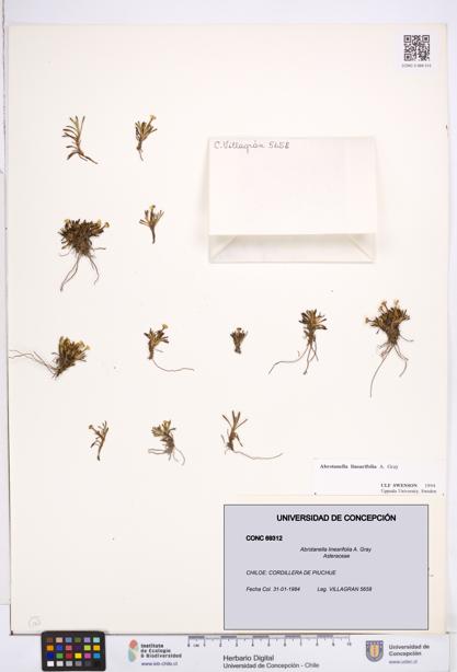 Abrotanella linearifolia [Espécimen: ]