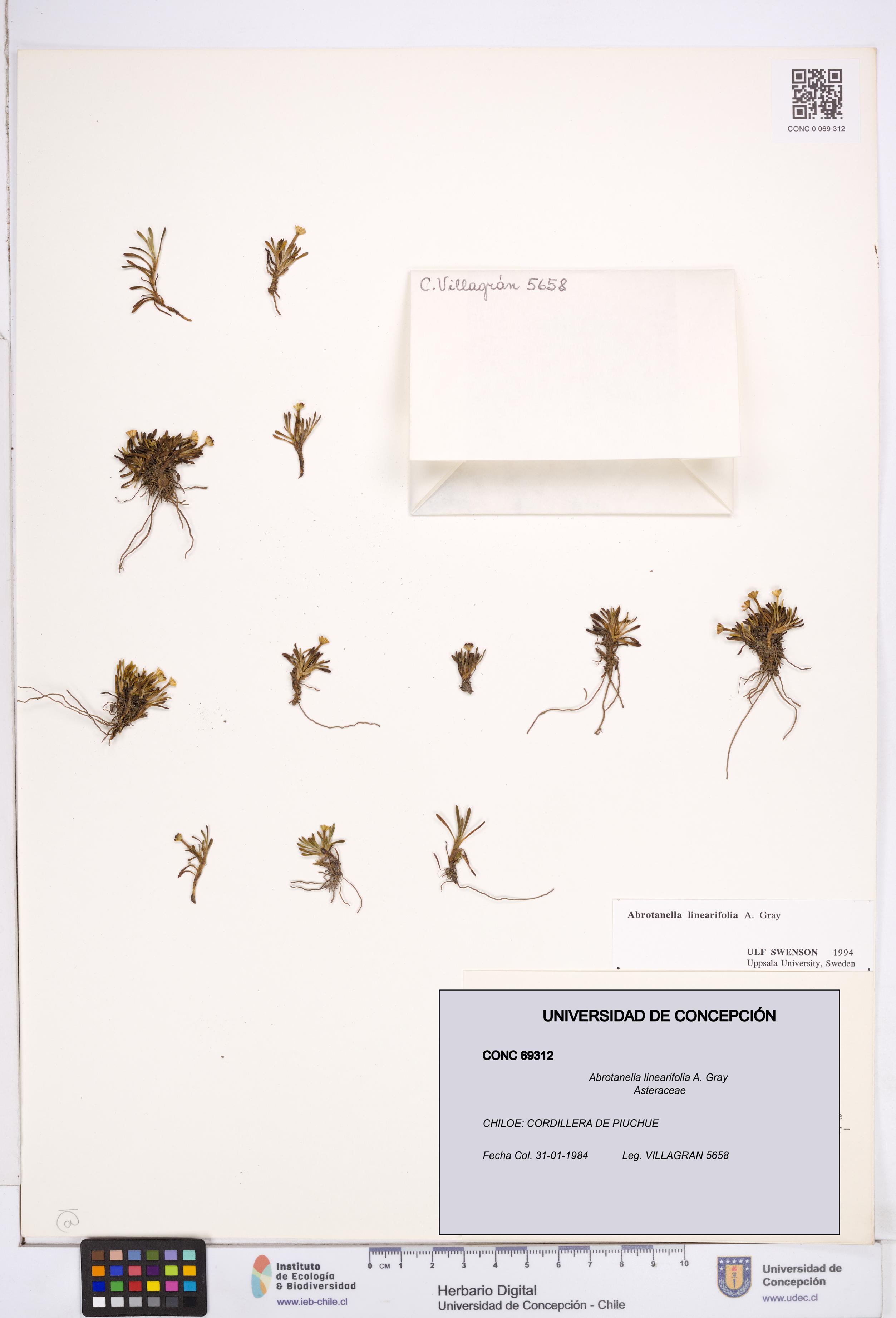 Abrotanella linearifolia [Espécimen: ]