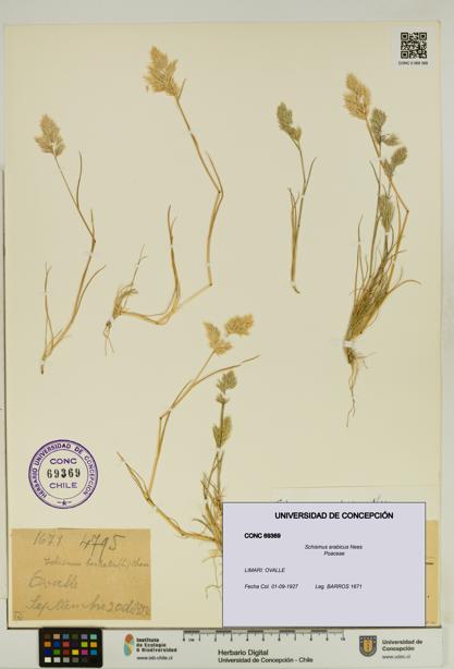 Schismus arabicus [Espécimen: UDEC:CONC:0069369]