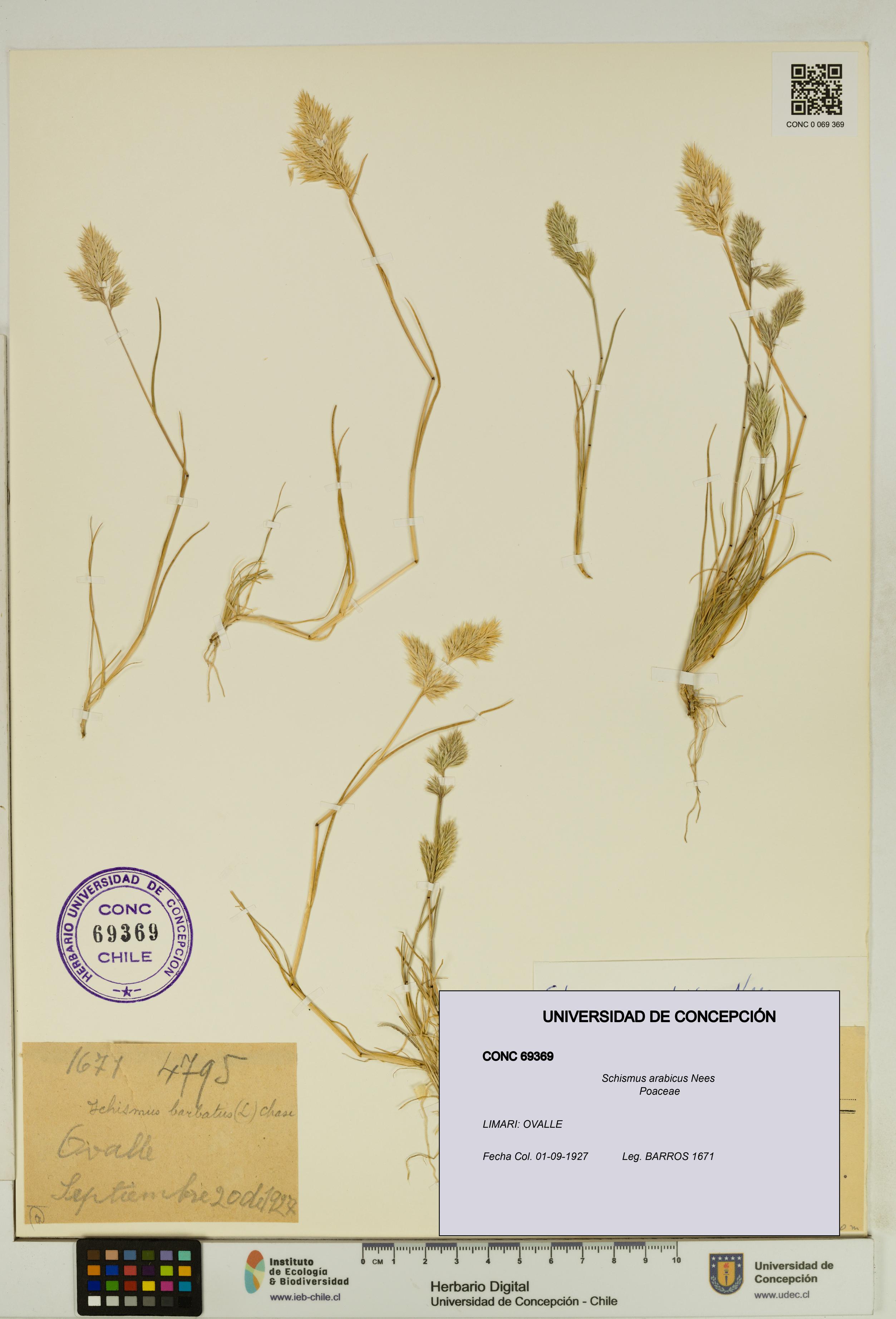 Schismus arabicus [Espécimen: UDEC:CONC:0069369]