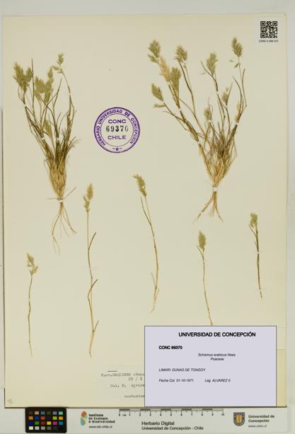 Schismus arabicus [Espécimen: UDEC:CONC:0069370]