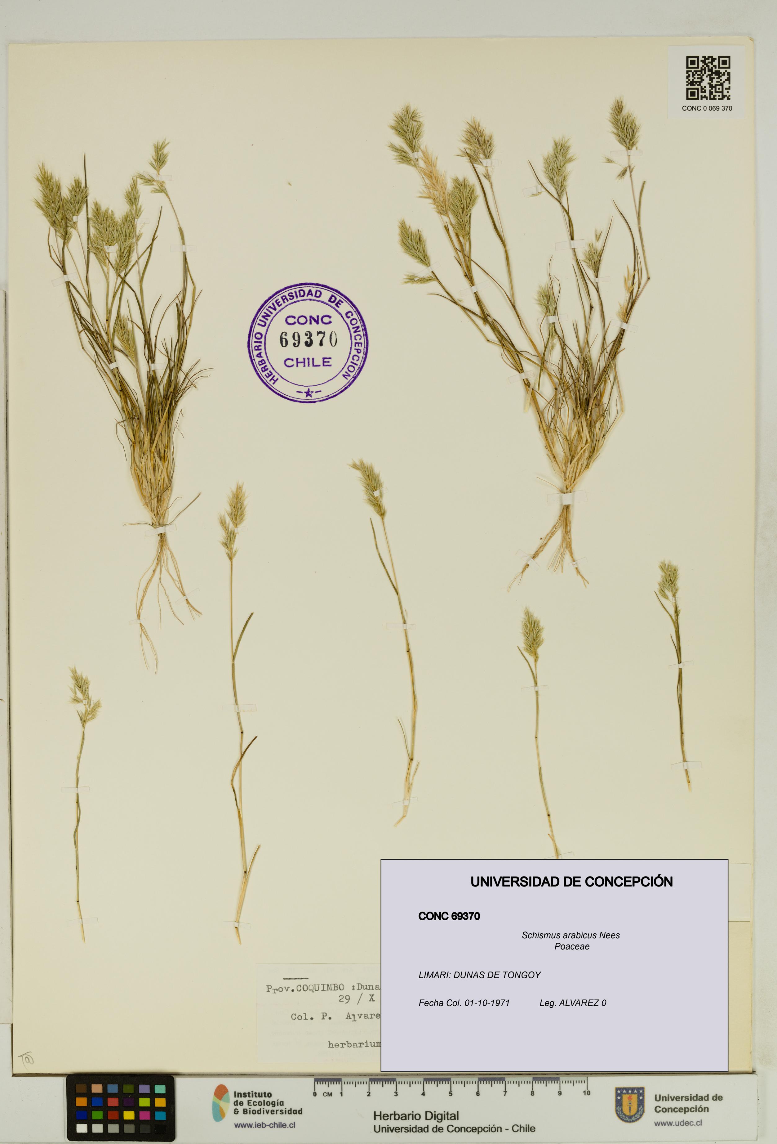 Schismus arabicus [Espécimen: UDEC:CONC:0069370]