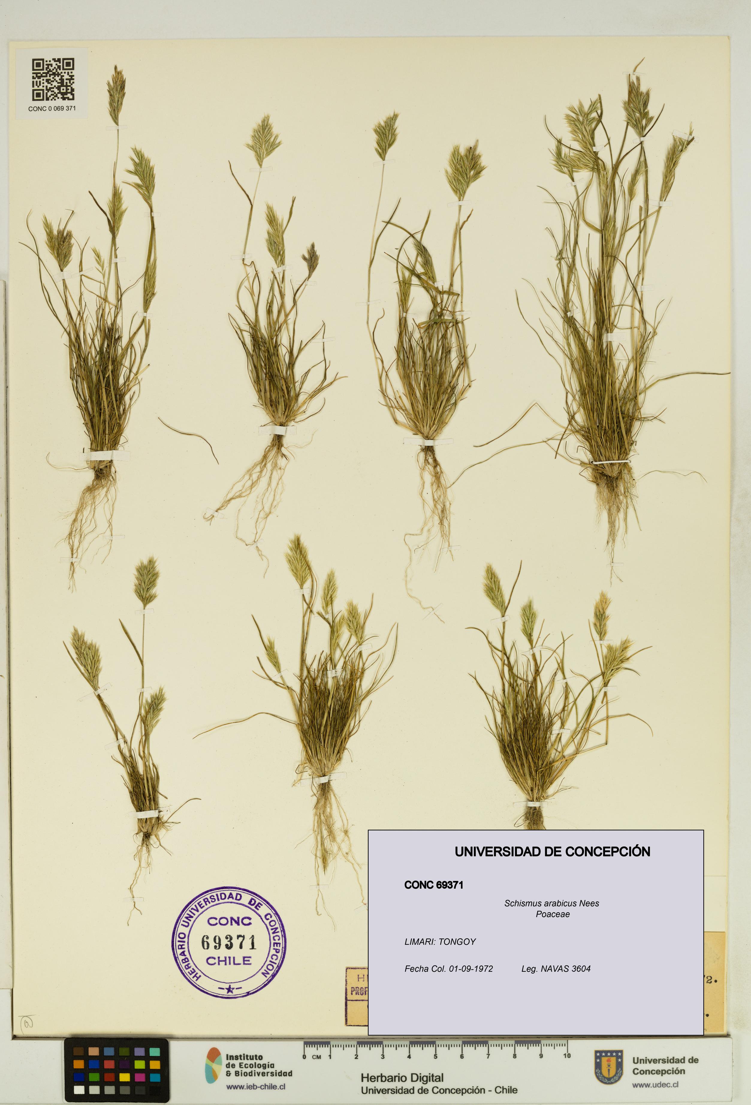 Schismus arabicus [Espécimen: UDEC:CONC:0069371]