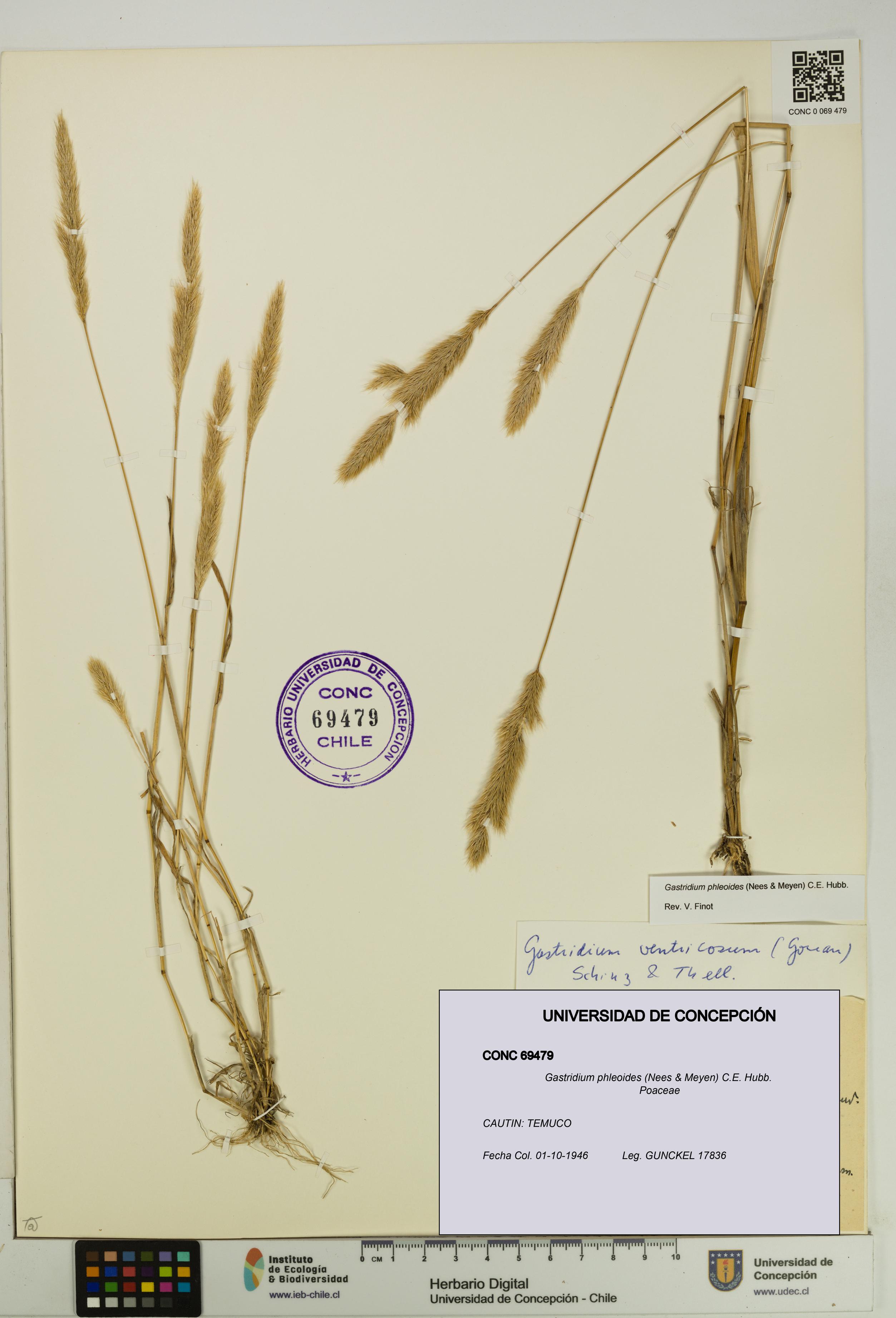 Gastridium phleoides [Espécimen: UDEC:CONC:0069479]
