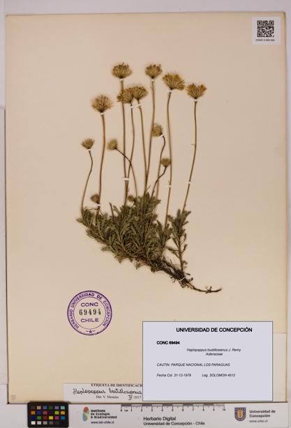 Haplopappus bustillosianus [Espécimen: UDEC:CONC:0069494]
