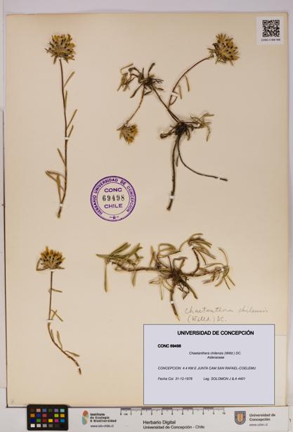 Chaetanthera chilensis [Espécimen: UDEC:CONC:0069498]