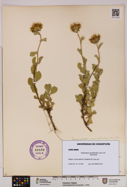 Haplopappus grindelioides [Espécimen: UDEC:CONC:0069499]
