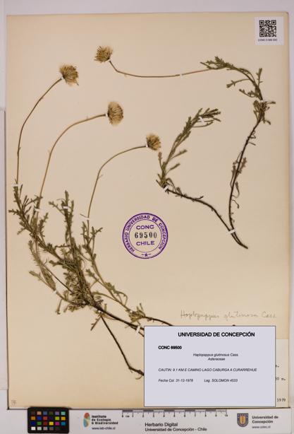 Haplopappus glutinosus [Espécimen: UDEC:CONC:0069500]