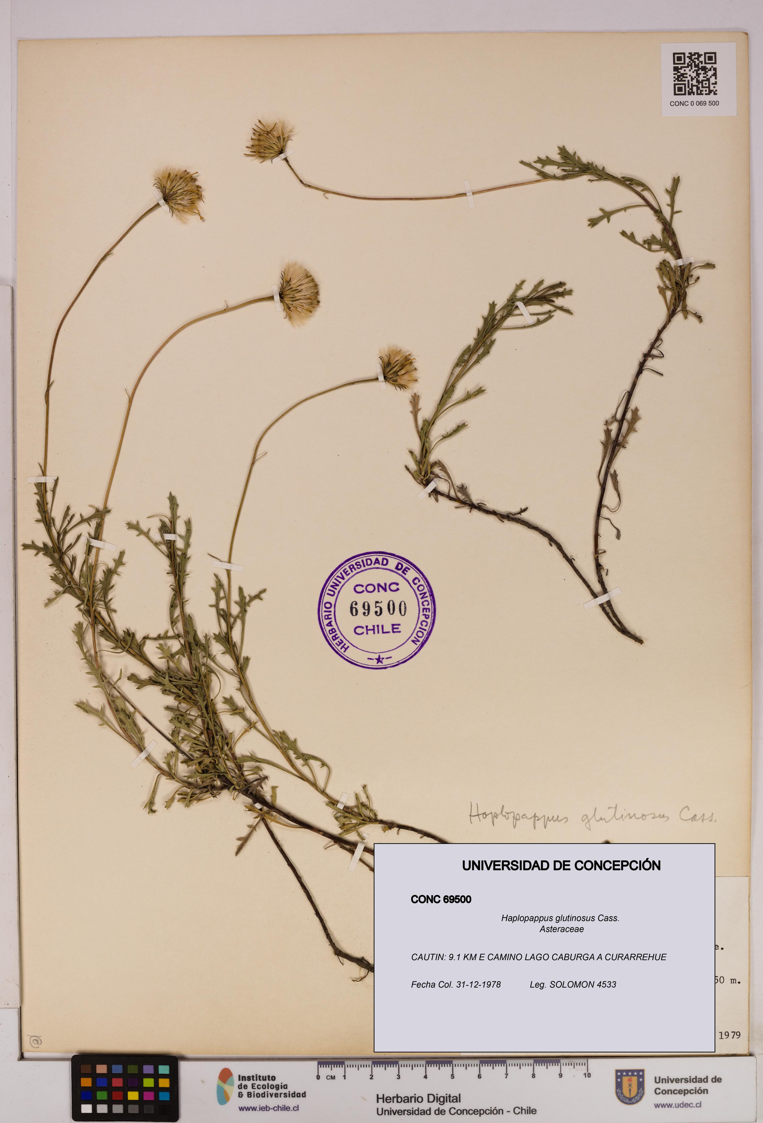 Haplopappus glutinosus [Espécimen: UDEC:CONC:0069500]