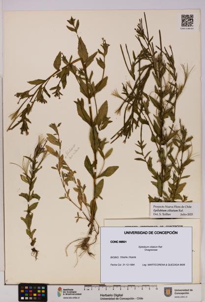Epilobium ciliatum [Espécimen: UDEC:CONC:0069501]