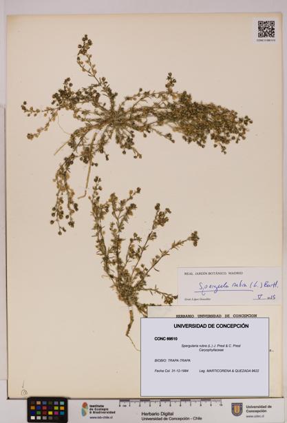 Spergularia rubra [Espécimen: UDEC:CONC:0069510]