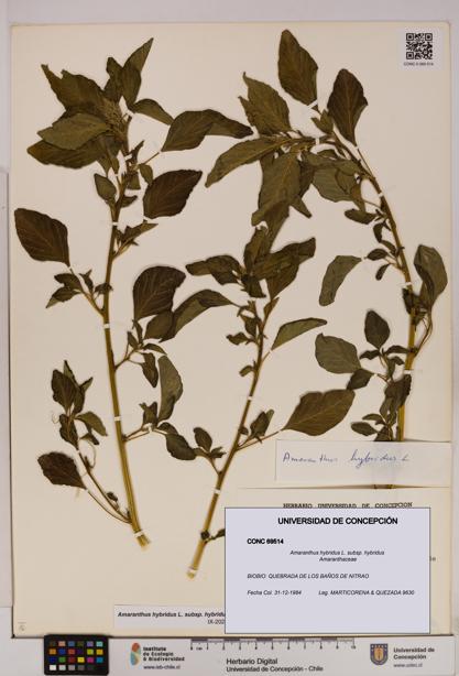 Amaranthus hybridus [Espécimen: UDEC:CONC:0069514]