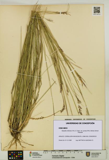Nassella chilensis var. juncea [Espécimen: UDEC:CONC:0069519]