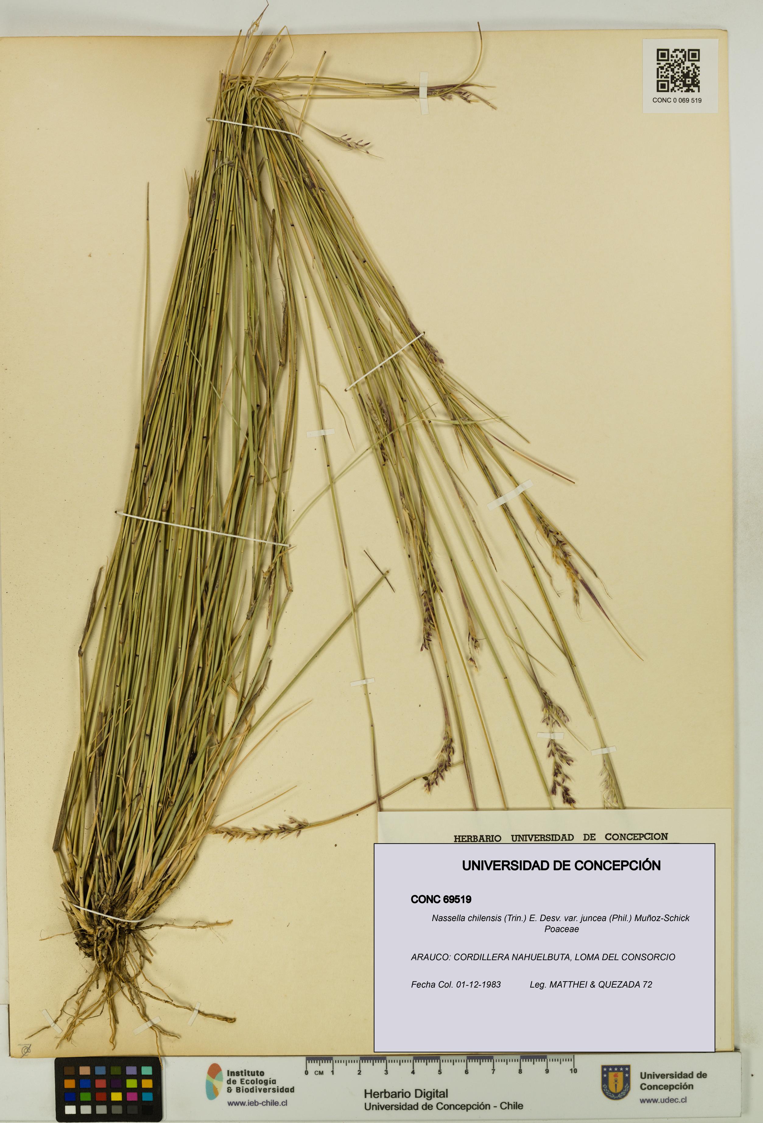 Nassella chilensis var. juncea [Espécimen: UDEC:CONC:0069519]