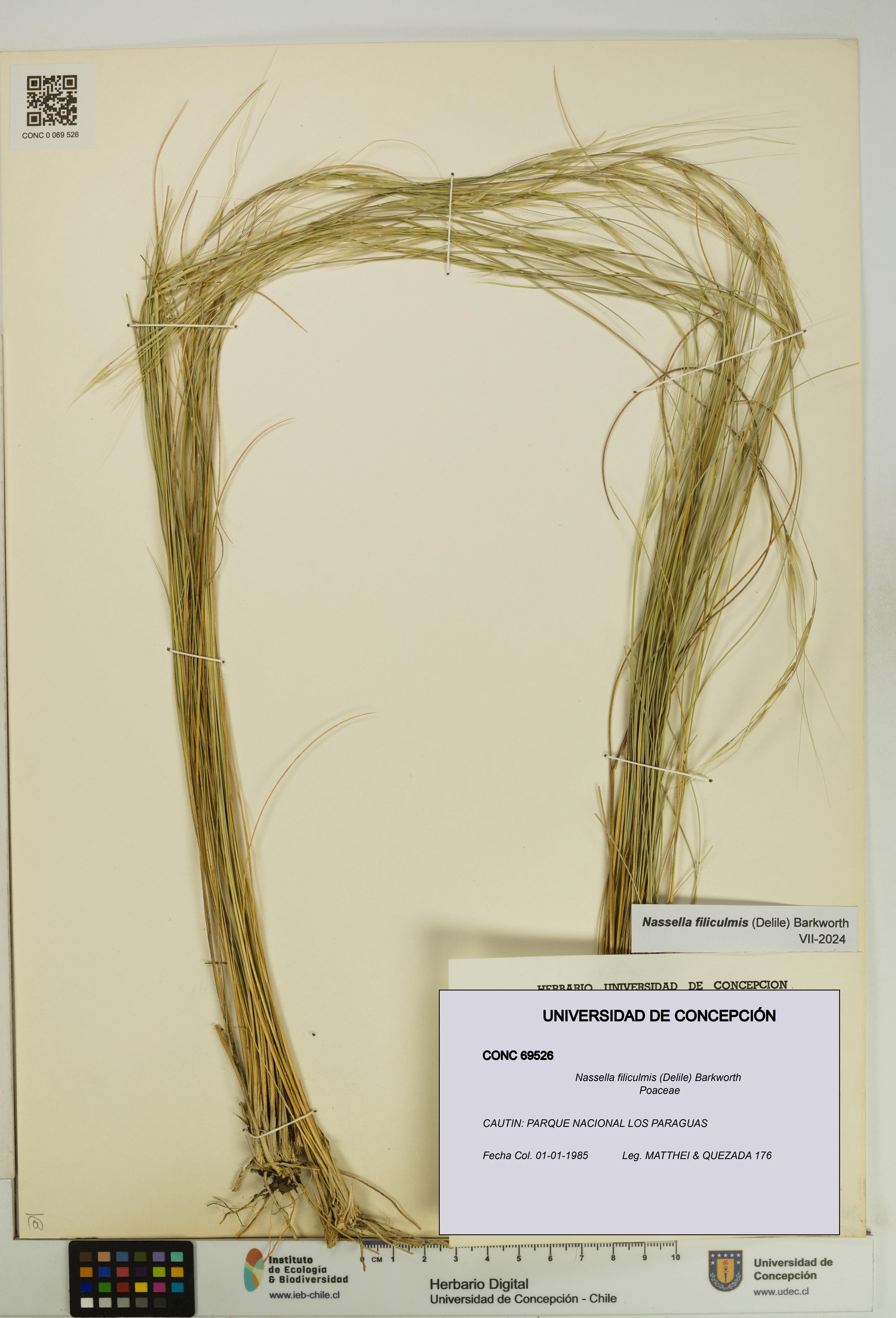 Nassella filiculmis [Espécimen: UDEC:CONC:0069526]