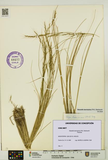 Nassella laevissima [Espécimen: UDEC:CONC:0069577]