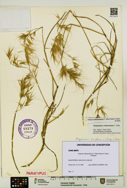 Festuca robinsoniana [Espécimen: UDEC:CONC:0069579]