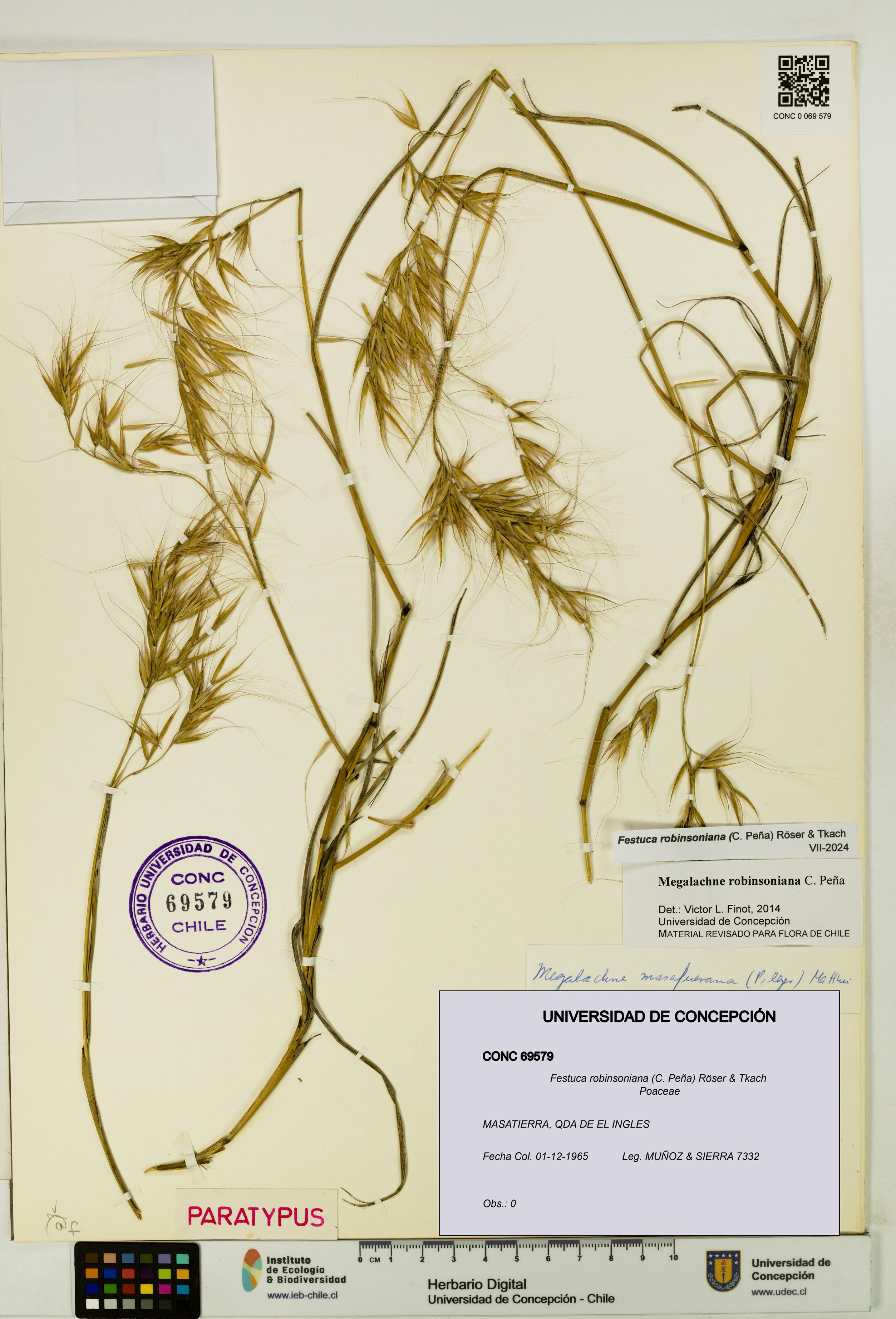 Festuca robinsoniana [Espécimen: UDEC:CONC:0069579]