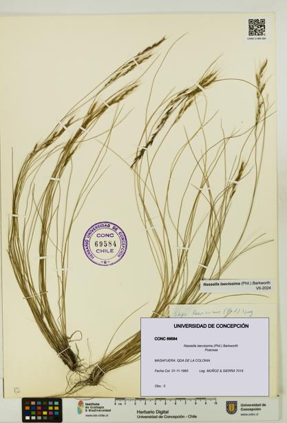 Nassella laevissima [Espécimen: UDEC:CONC:0069584]